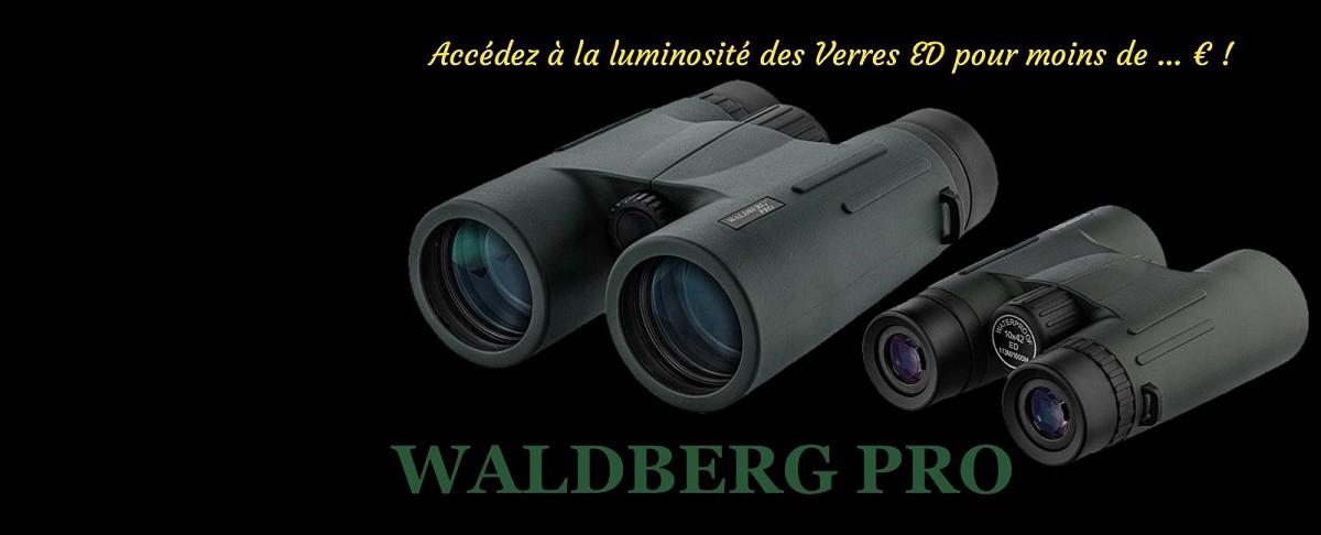 WALBERG PRO ED